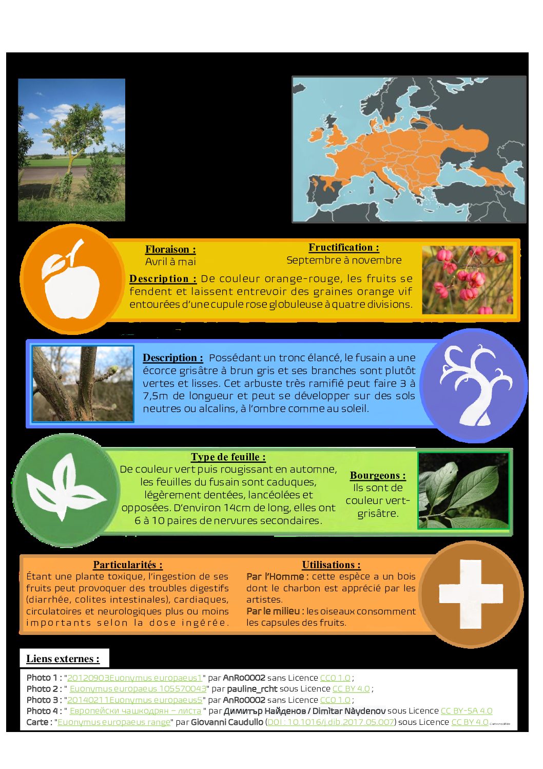 Fiche Fusain d’Europe Association Torcol